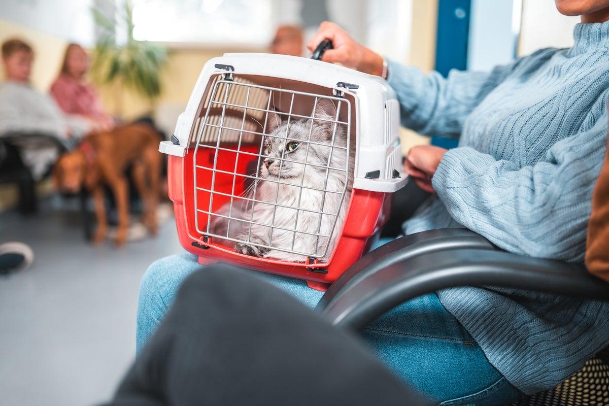 Eight subtle characters that your cat may have dementia