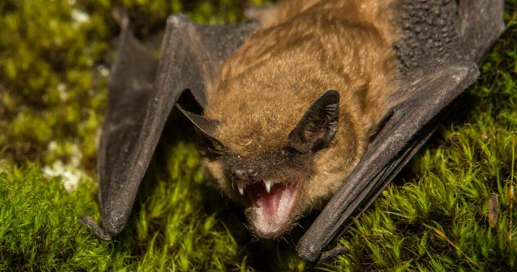 LA County has second-highest rate of rabid bats ever - CBS Los Angeles