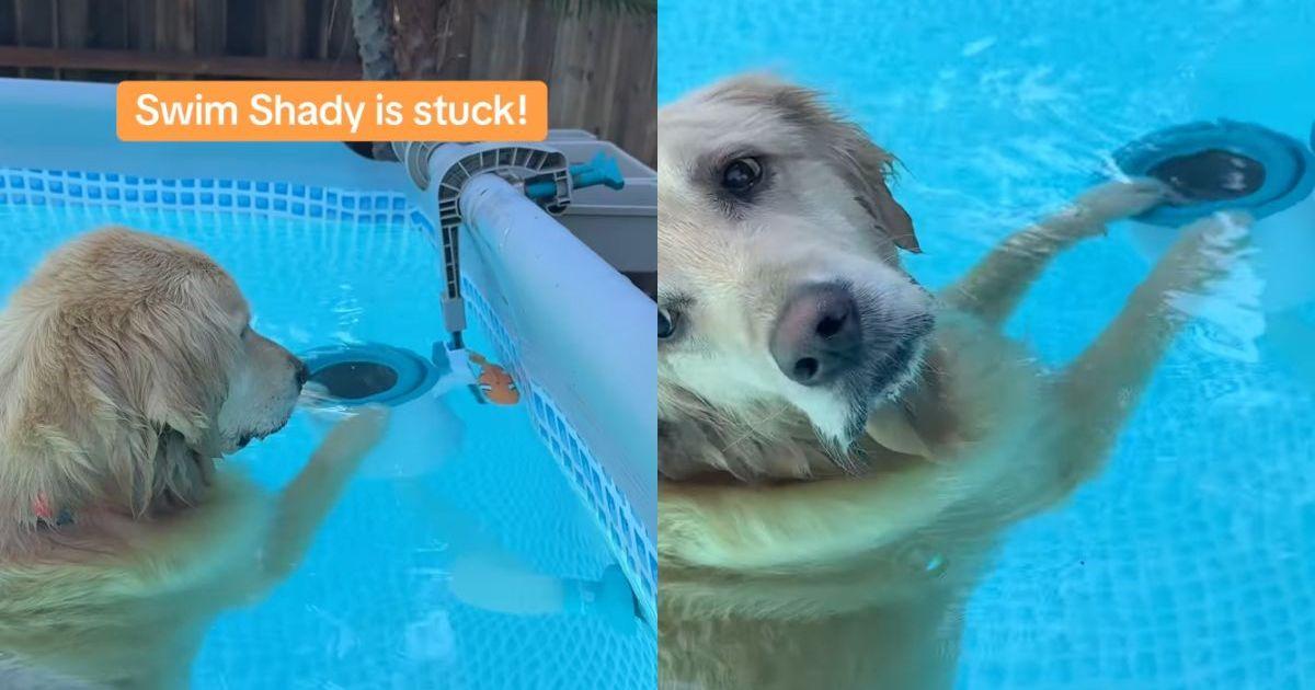 Video: Retriever Golden SmartlyEever select the Toy Fish crisis Struck by your -